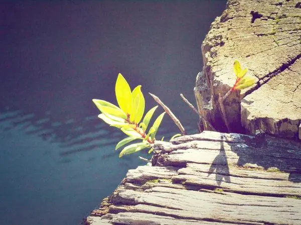 Bugatti Xlr Accessory