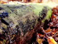 Chrysler Ml350 Accessory