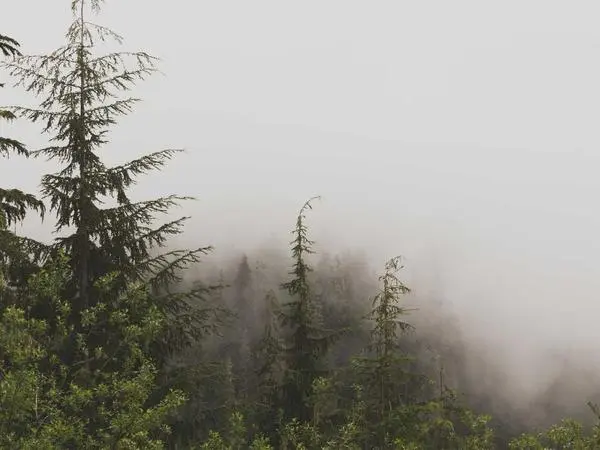 collaboration jacket